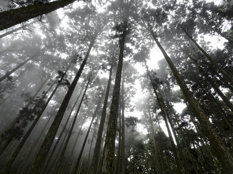 國家森林遊樂區擬29日預警休園  林業署籲暫勿登山