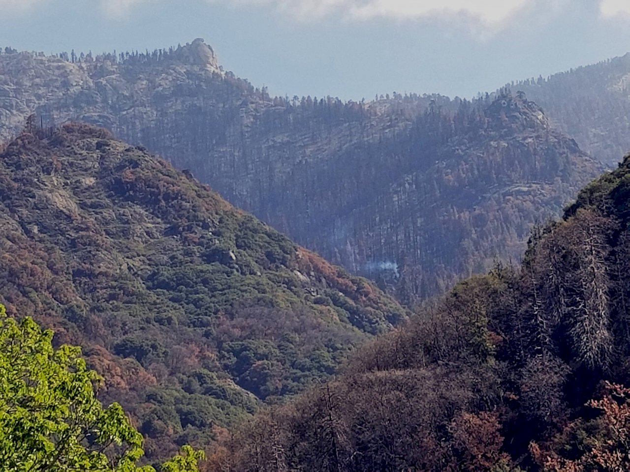 2020年野火未熄 加州紅杉巨木仍悶燒冒煙中