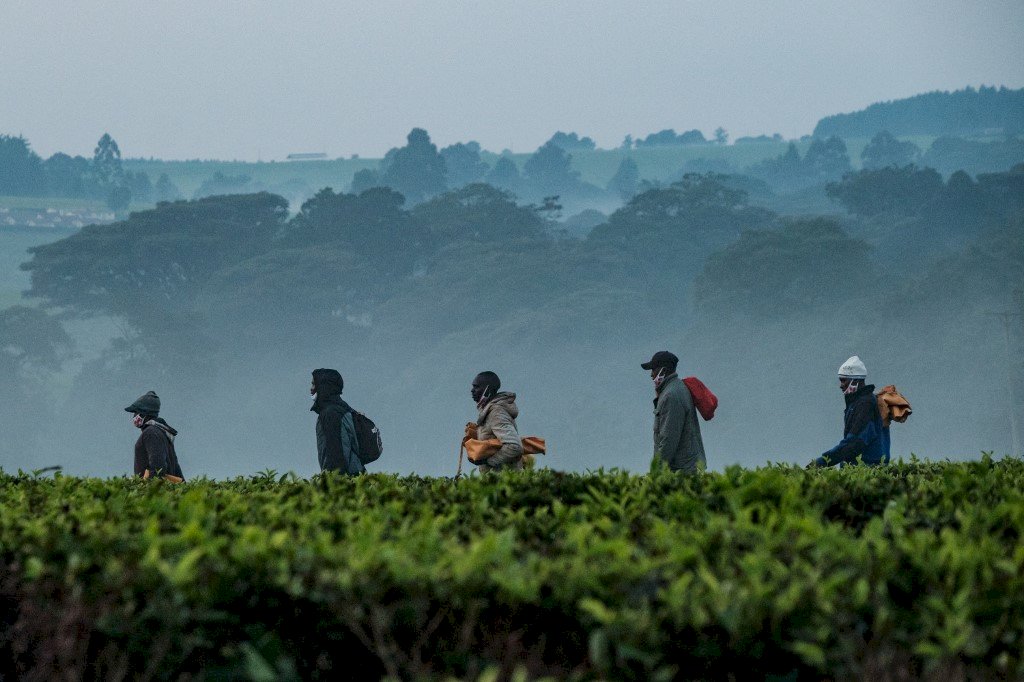 正視氣候變遷 別讓肯亞紅茶的美味成為記憶