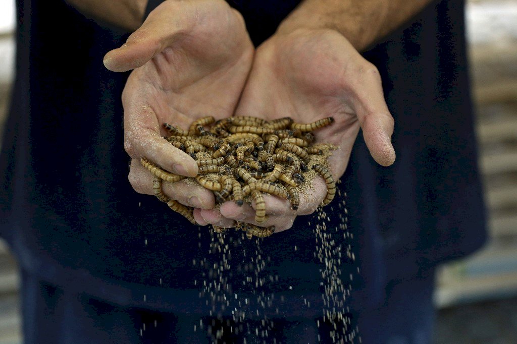 蟲蟲危機變商機  中東商人將「超級蠕蟲」變身超級食物