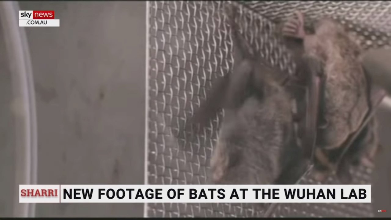 澳洲記者公佈影片再揭武漢P4實驗室疑飼養蝙蝠