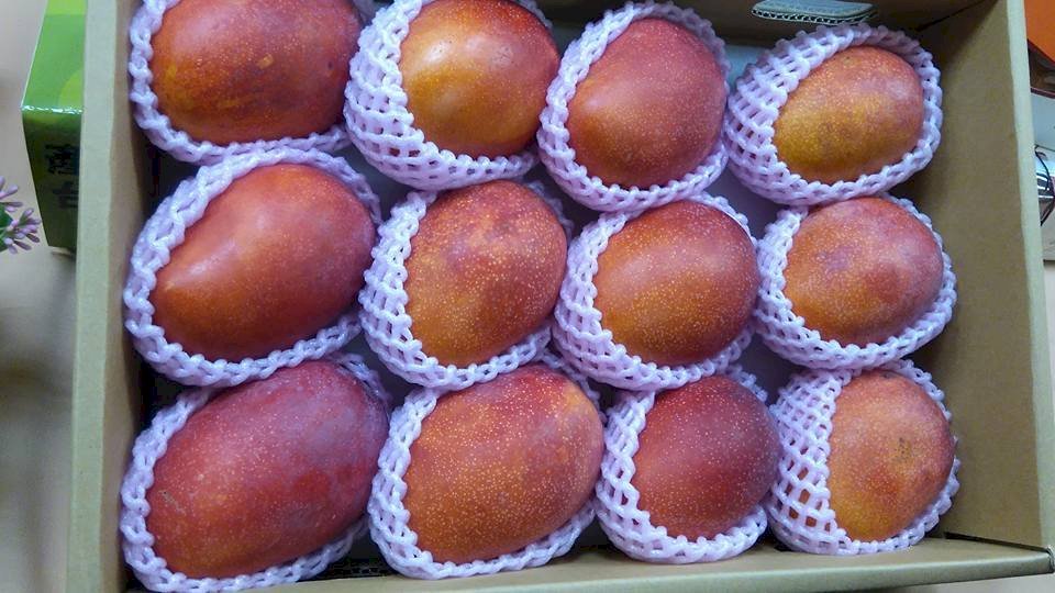 又來！台灣芒果在澳門「被確診」 百公斤水果遭銷毀並禁輸入