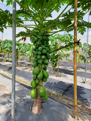 台灣木瓜種子外銷全球第一 新品種登場更耐儲運