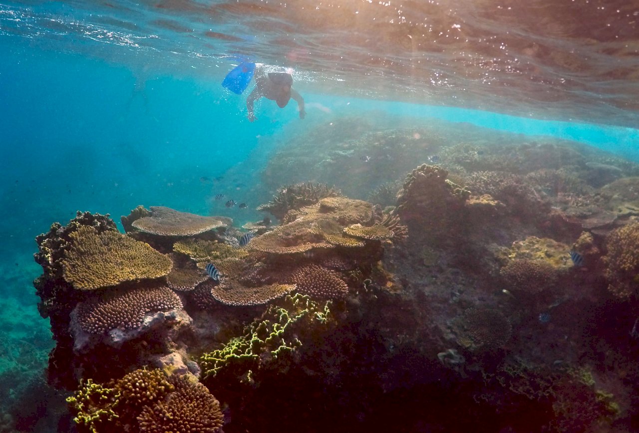 世界遺產地位堪慮 澳洲科學家：大堡礁復原中但前景仍糟