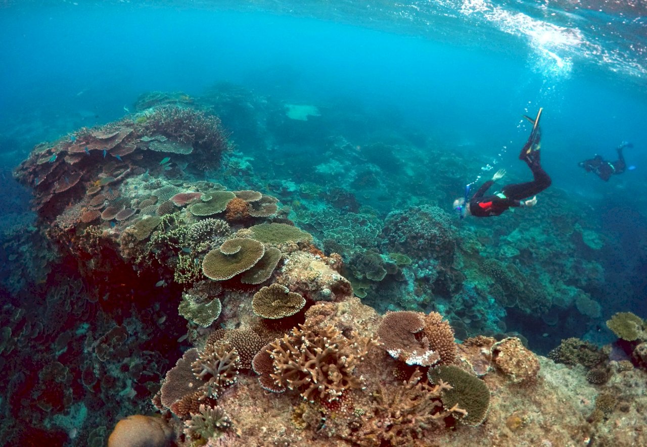 澳洲當局：大堡礁再次面臨大規模白化威脅