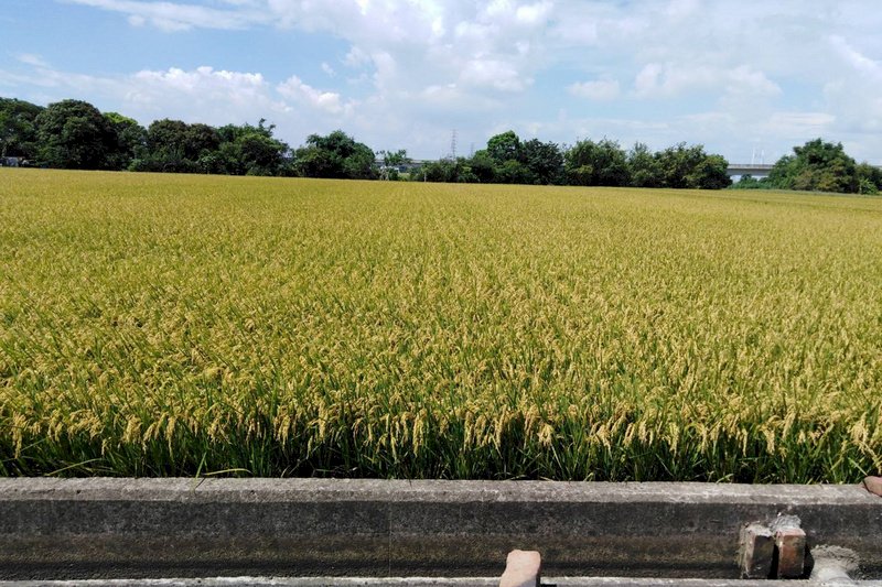 下半年水情好轉 桃園新竹二期稻作陸續收成