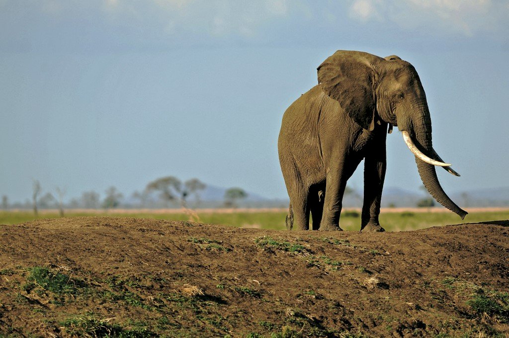 取消野生動物出口禁令掀波 坦尚尼亞撤回決定