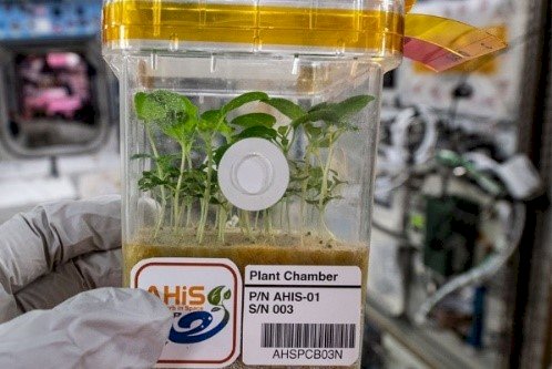 機會難得！台日種子太空旅行200天返地球 現開放中小學申請栽種