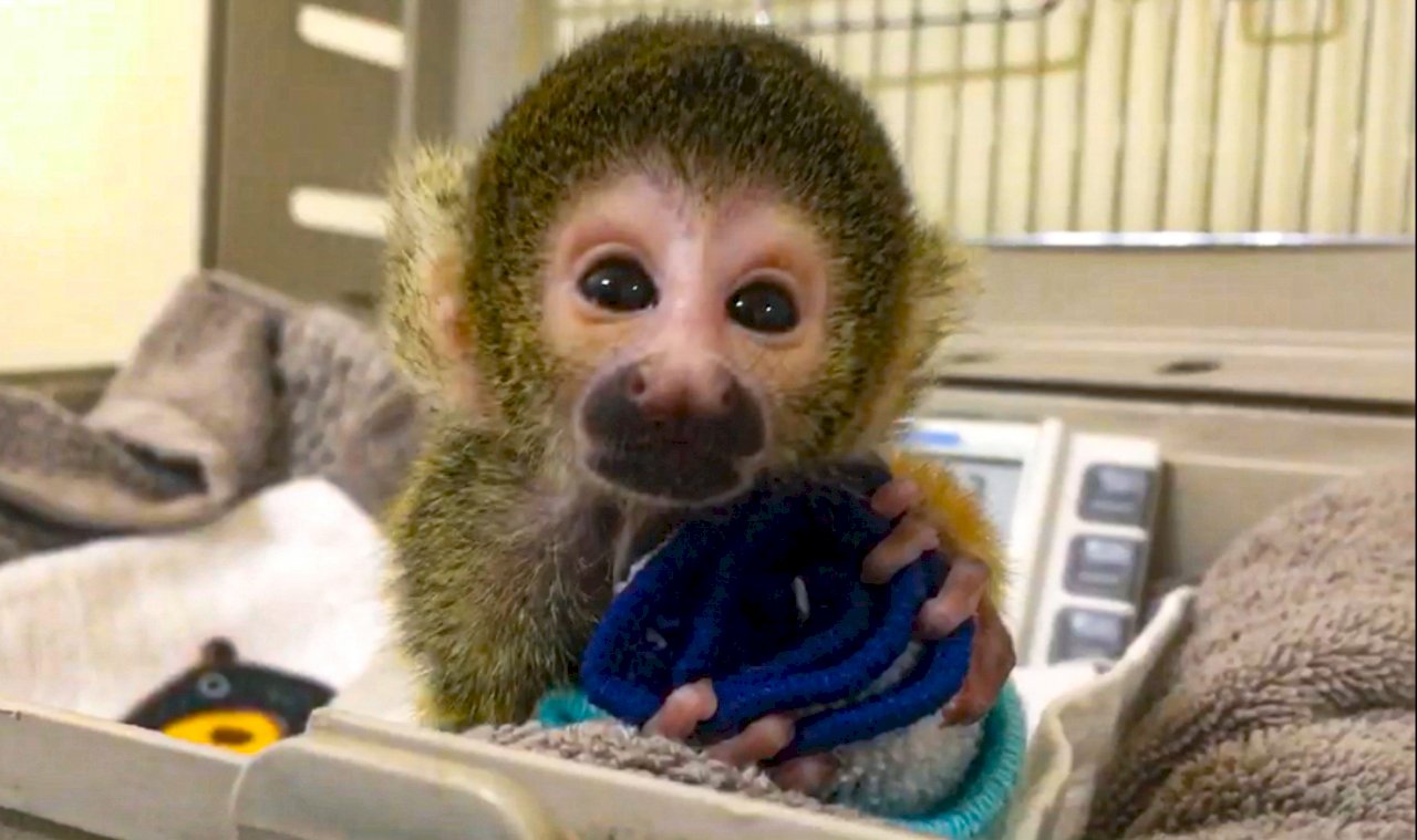 北市動物園黑冠松鼠猴再添一員  新生寶寶模樣呆萌