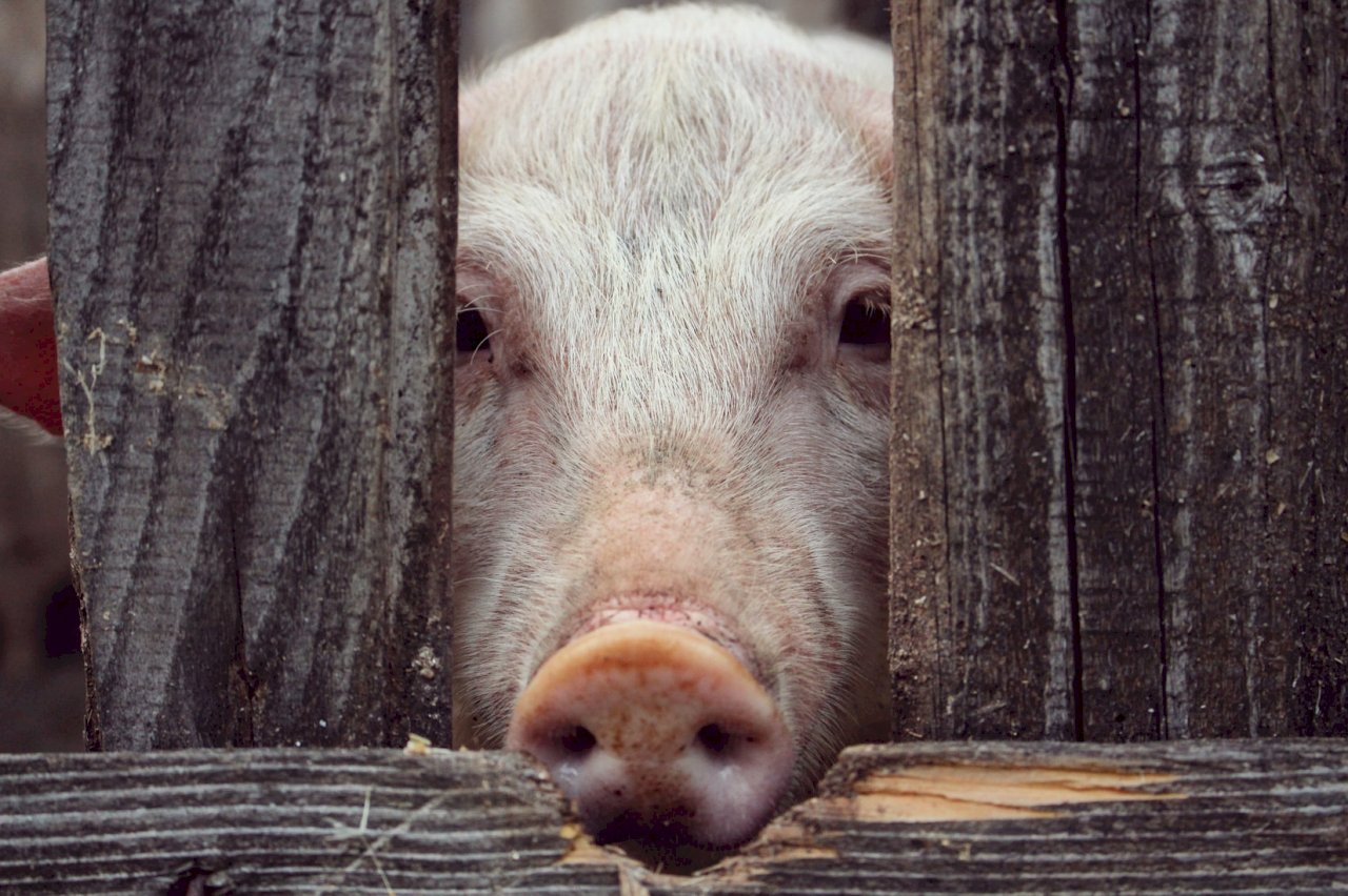 越南非洲豬瘟疫苗蒙陰影 上百豬隻接種後死亡