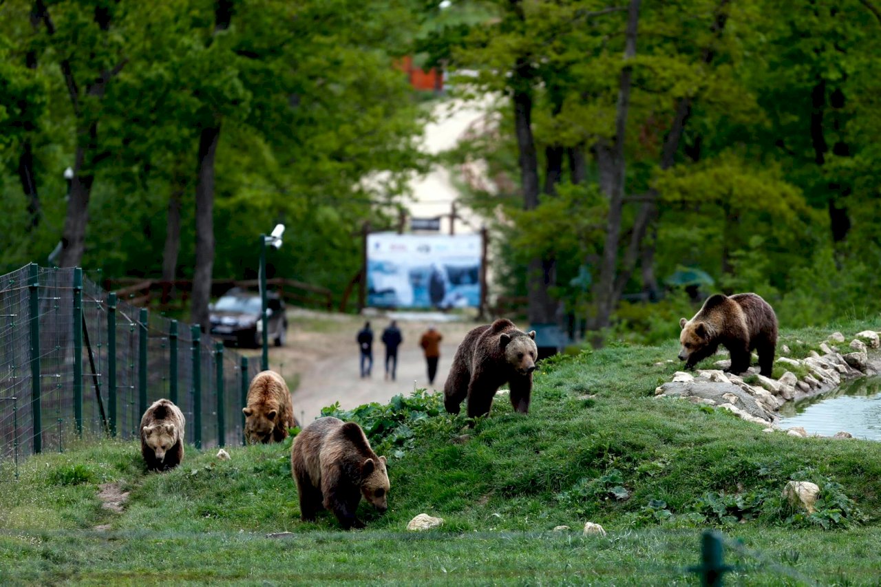 羅馬尼亞熊出沒 人熊共存的理想與現實