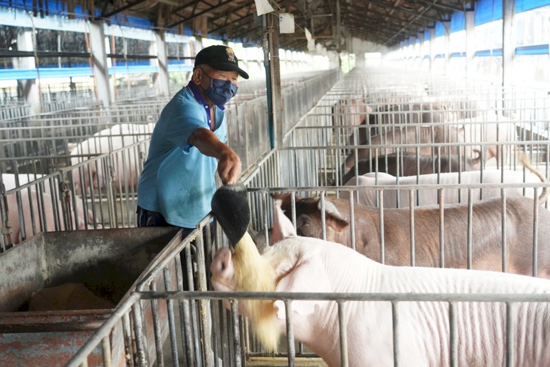 農委會將宣布暫停廚餘養豬 堵非洲豬瘟防疫漏洞