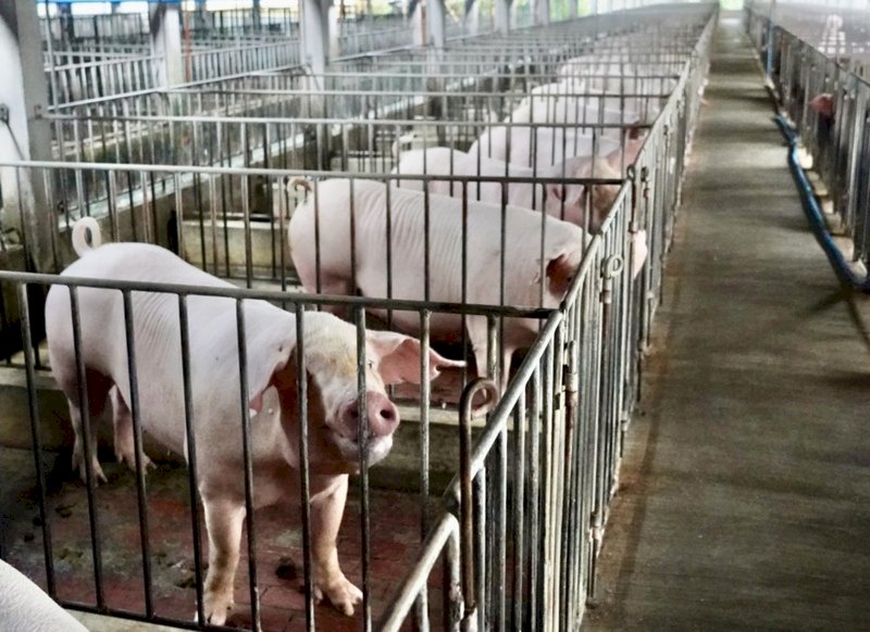 越南領先開發出非洲豬瘟疫苗 有望商業生產出口