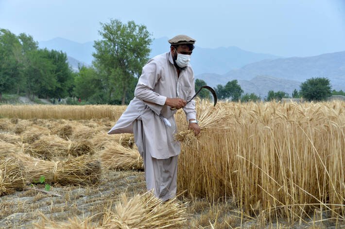 聯合國緊急呼籲 救救受乾旱衝擊的阿富汗農民