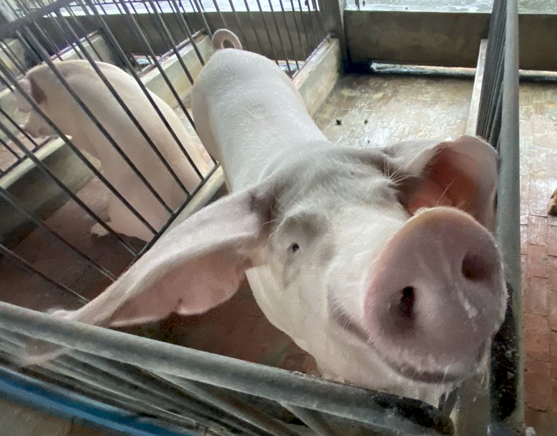 泰國證實有非洲豬瘟 即起攜其豬產品入境罰20萬