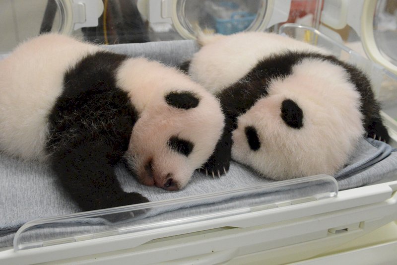 上野動物園雙胞胎大貓熊徵名 逾19萬件回覆