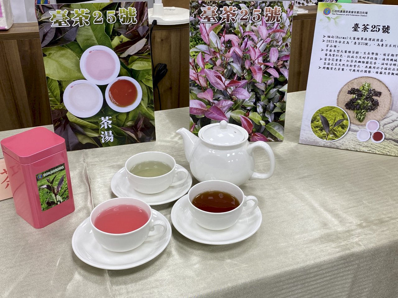 天然粉紅色茶湯來了！歷經30年選育 全台第一株命名的紫芽茶樹問世