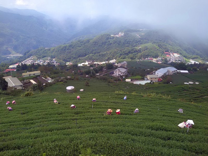 阿里山茶採製生力軍  越南新住民扮重要幫手