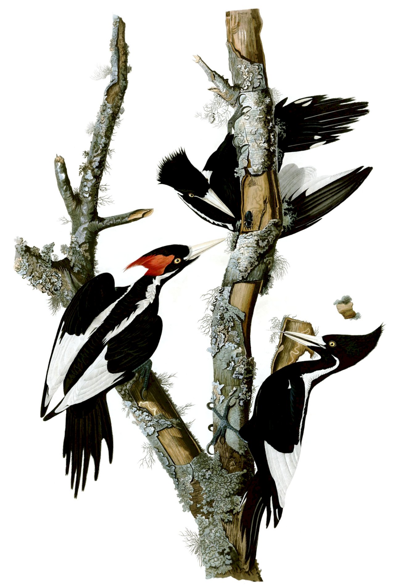 象牙喙啄木鳥在內共23物種 美國將宣布滅絕
