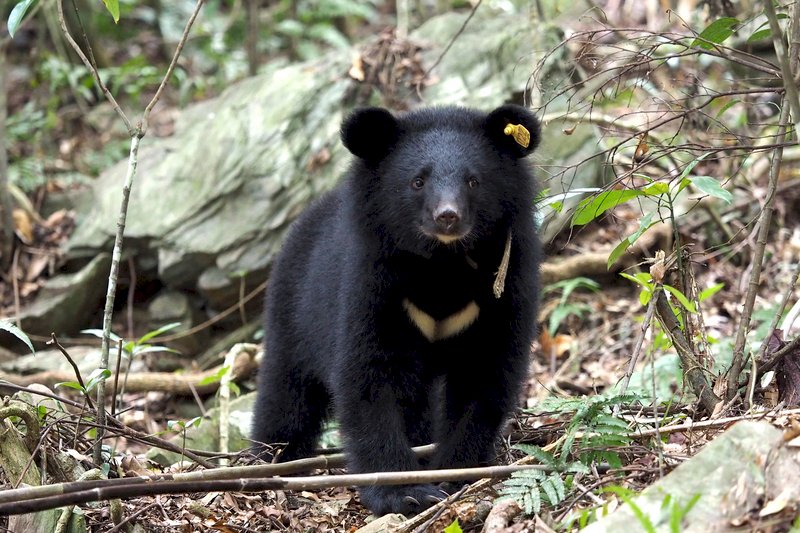 原民會：獵台灣黑熊違反原住民族狩獵傳統慣習
