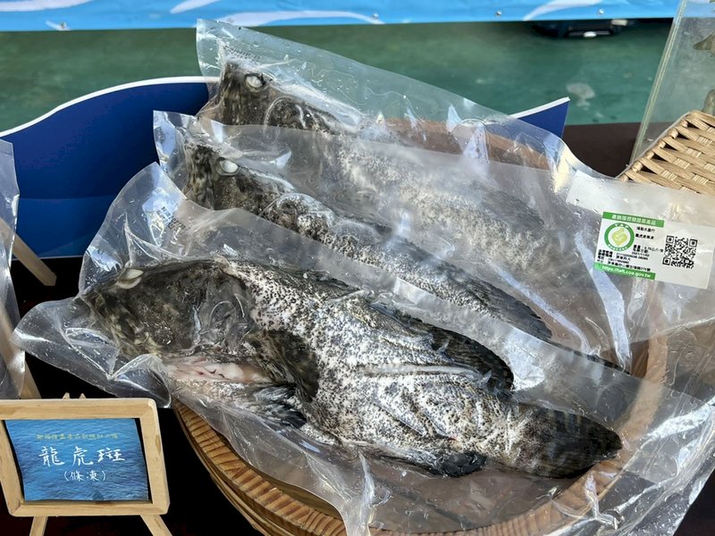 中國檢出2場石斑含禁藥  漁業署：驗無虞准出口