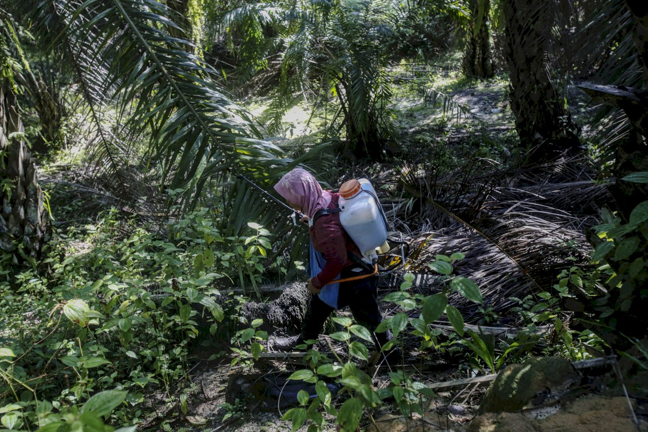 綠色和平調查 印尼19%的棕櫚田非法開發