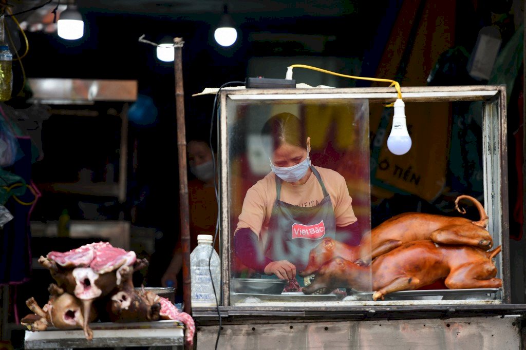 越南觀光大城會安開全國第一槍 將逐步停售貓狗肉
