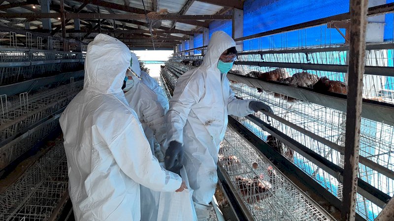 彰化竹塘蛋雞場驗出禽流感 撲殺1萬6778隻雞