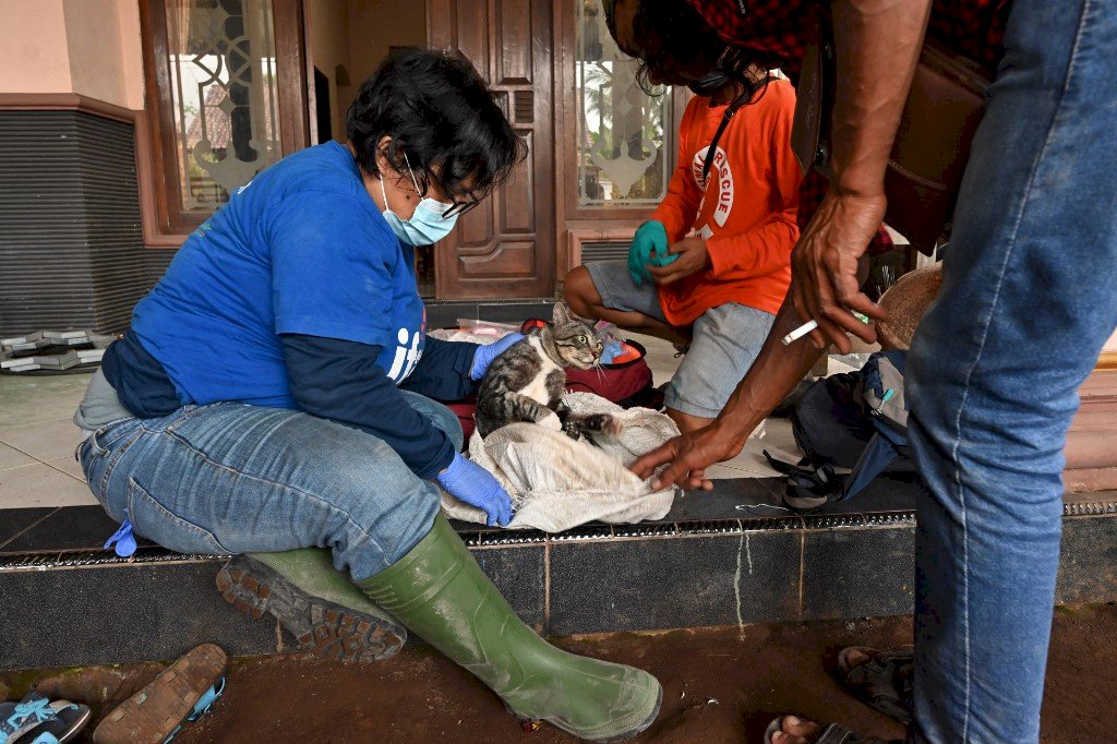 救人也救牠 印尼火山爆發搶救遭遺棄動物