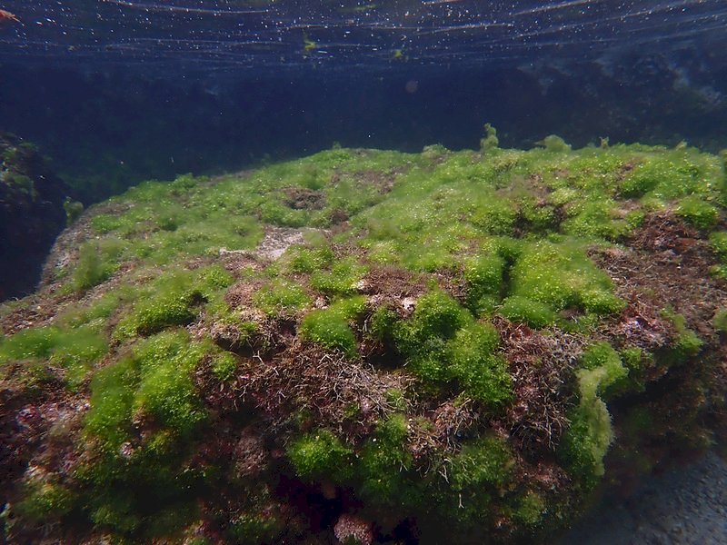 台灣珊瑚礁12年總體檢  小琉球活珊瑚已難回復