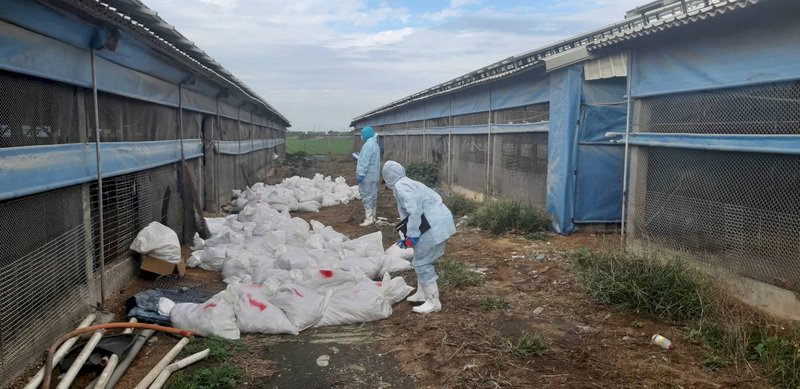 彰化縣一週撲殺12萬隻雞 加強禽流感防疫