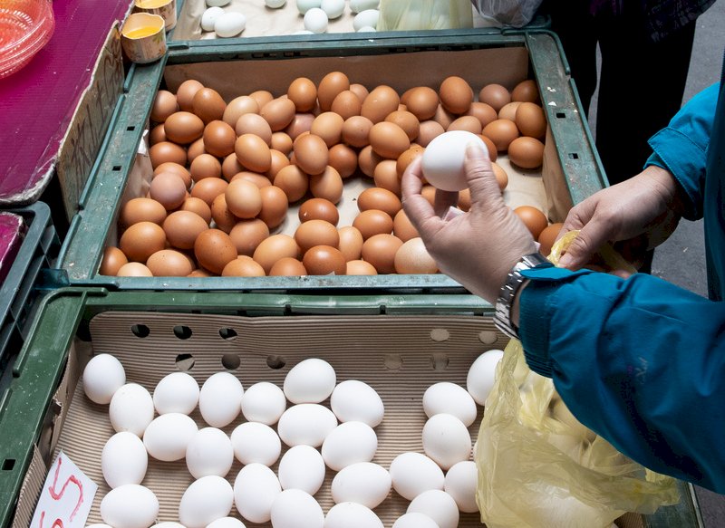 雞蛋供給缺口有賴進口 專案有條件准自日本輸入