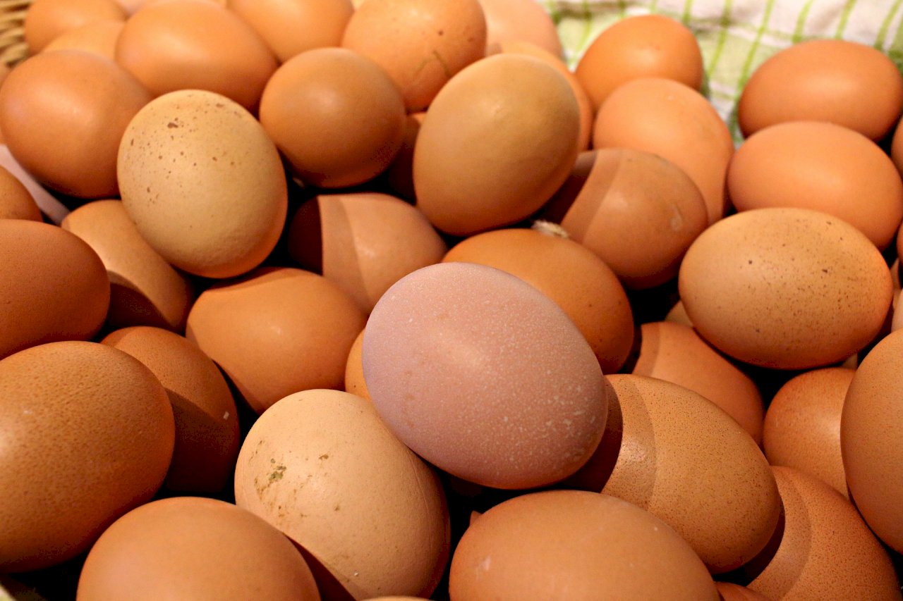 本週蛋價不調整 蛋商公會：穩定為原則