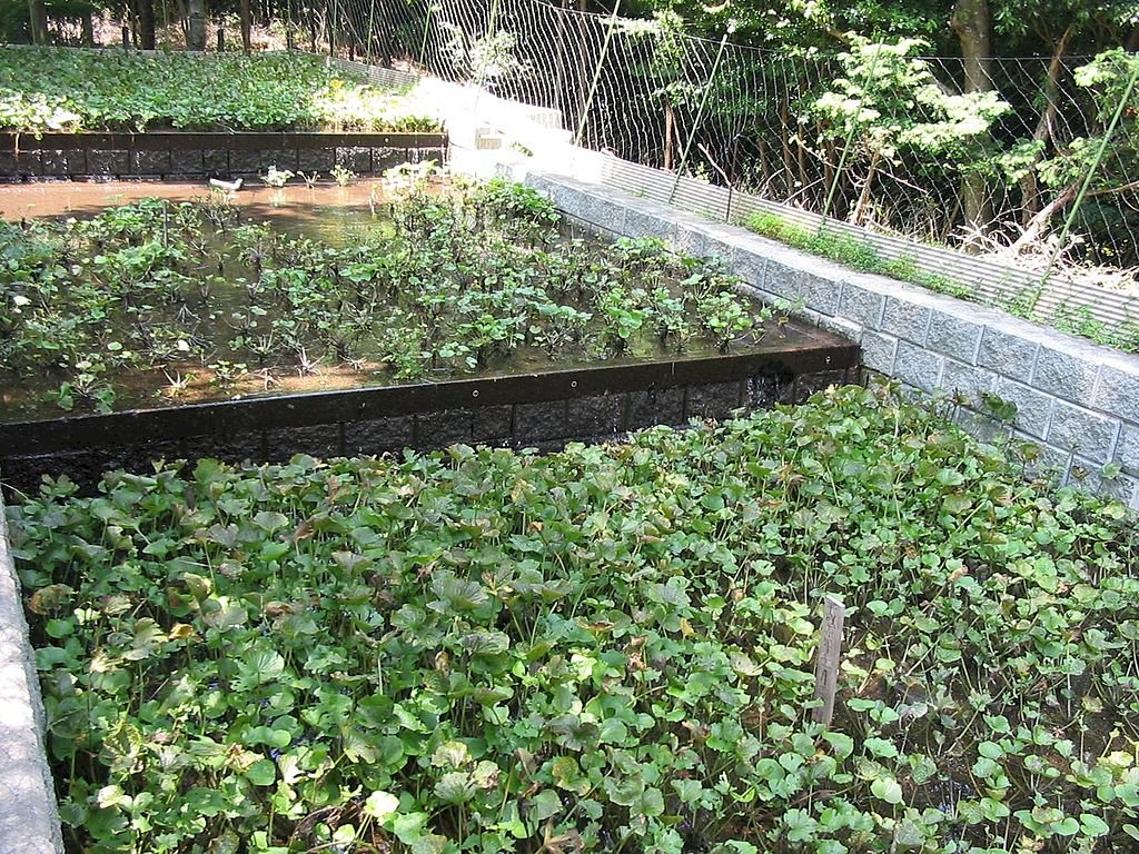 暖化、水源減又後繼無人 日本「綠金」山葵面臨消失危機