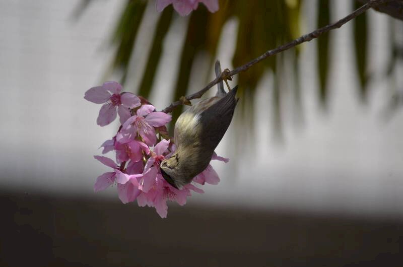 阿里山櫻花綻放  吸引台灣特有種鳥類取食