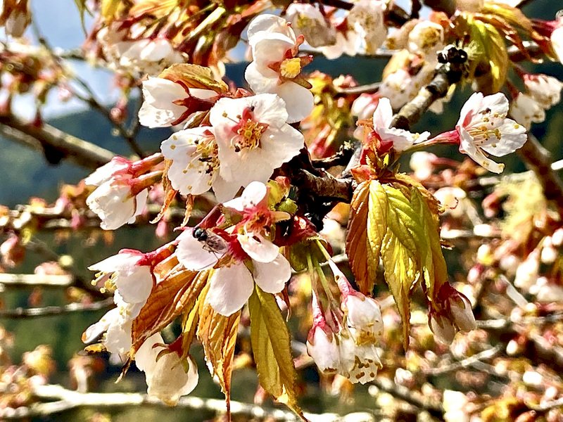太平山才看得到  特有種「太平山櫻花」綻放迎賓