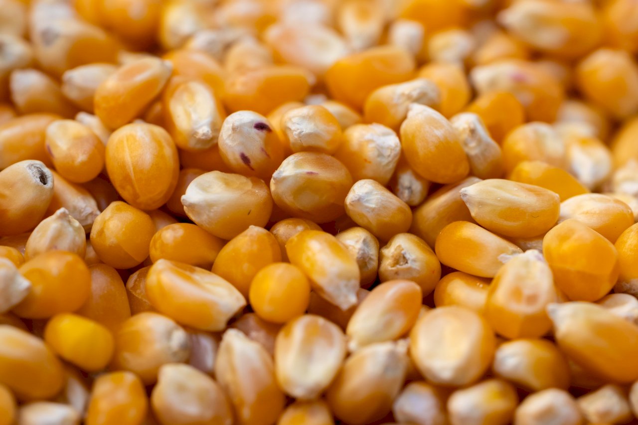 貿易商：中國大量採購烏克蘭玉米 多達數十萬噸