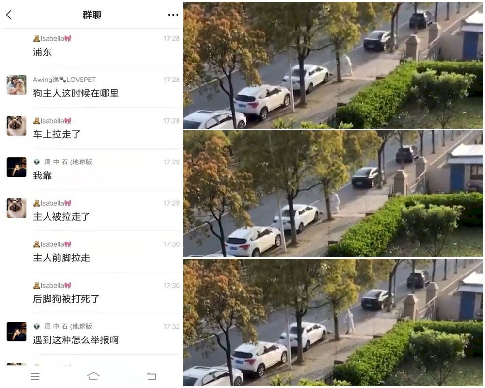 暴力防疫！ 上海確診者寵物柯基犬被當街打死