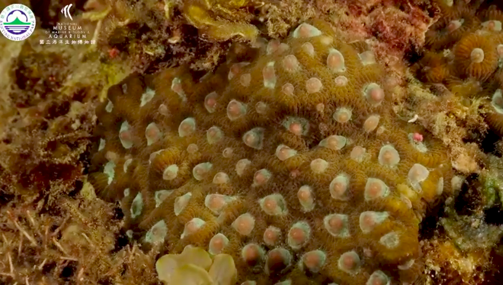 墾丁珊瑚產卵大爆發 粉紅泡泡如天女散花