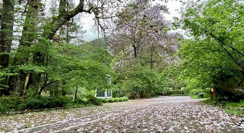 武陵農場三色花毯現身  季節限定可到5月底