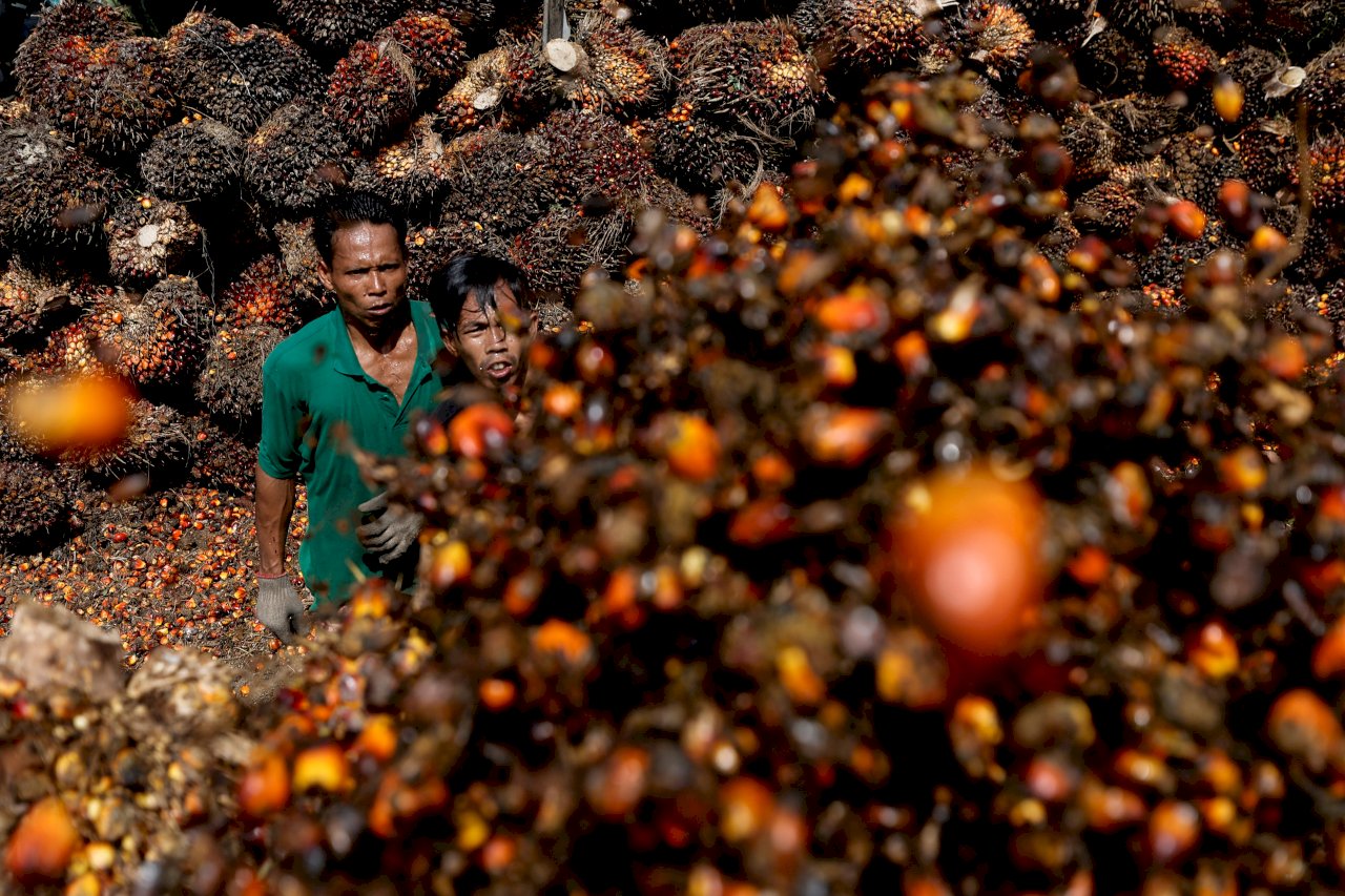 解除棕櫚油出口禁令後 印尼即將批准首批出口