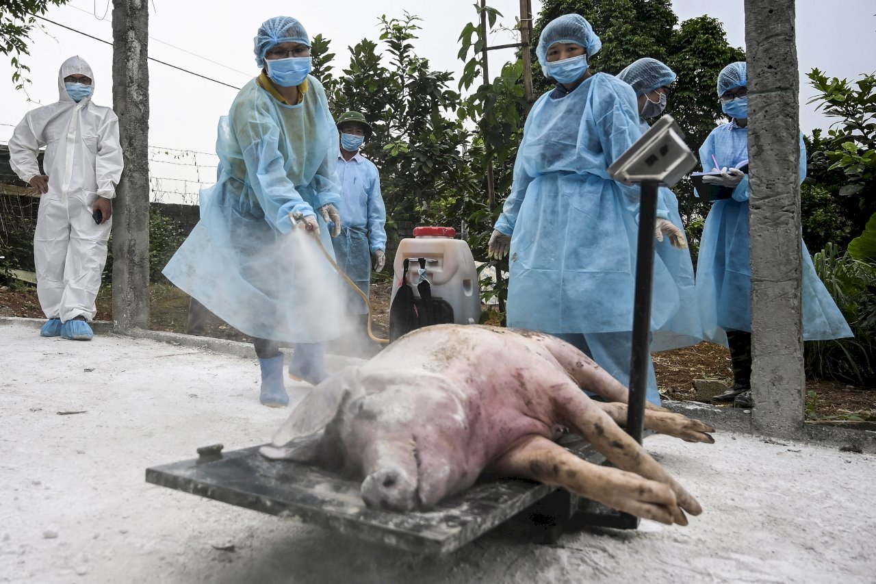 越南開發出非洲豬瘟疫苗 瞄準商業生產出口