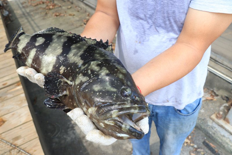 石斑魚遭陸禁 「石斑大王」疾呼品種分散救內外銷市場