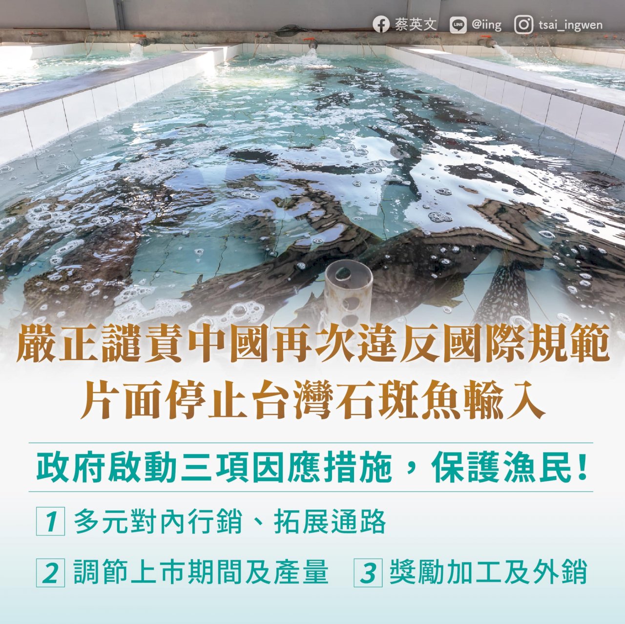 中國禁台石斑魚  蔡總統譴責片面傷害兩岸關係