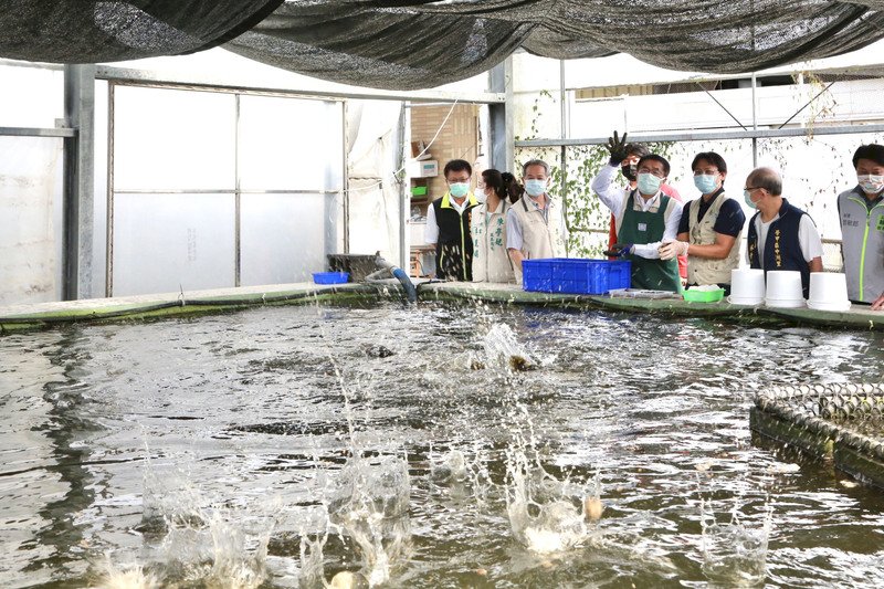 中國無預警對台灣石斑魚進口下禁令，讓台灣養殖業者面臨強烈衝擊