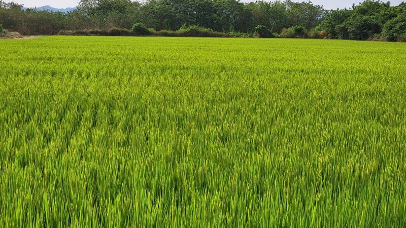 鋒面挹注全台水庫1.2億噸 中部最多有助稻作灌溉