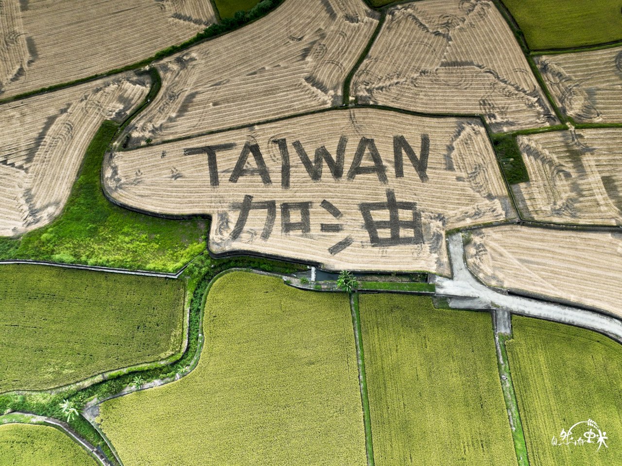 花蓮稻田寫TAIWAN加油 農友盼疫情下傳遞正能量