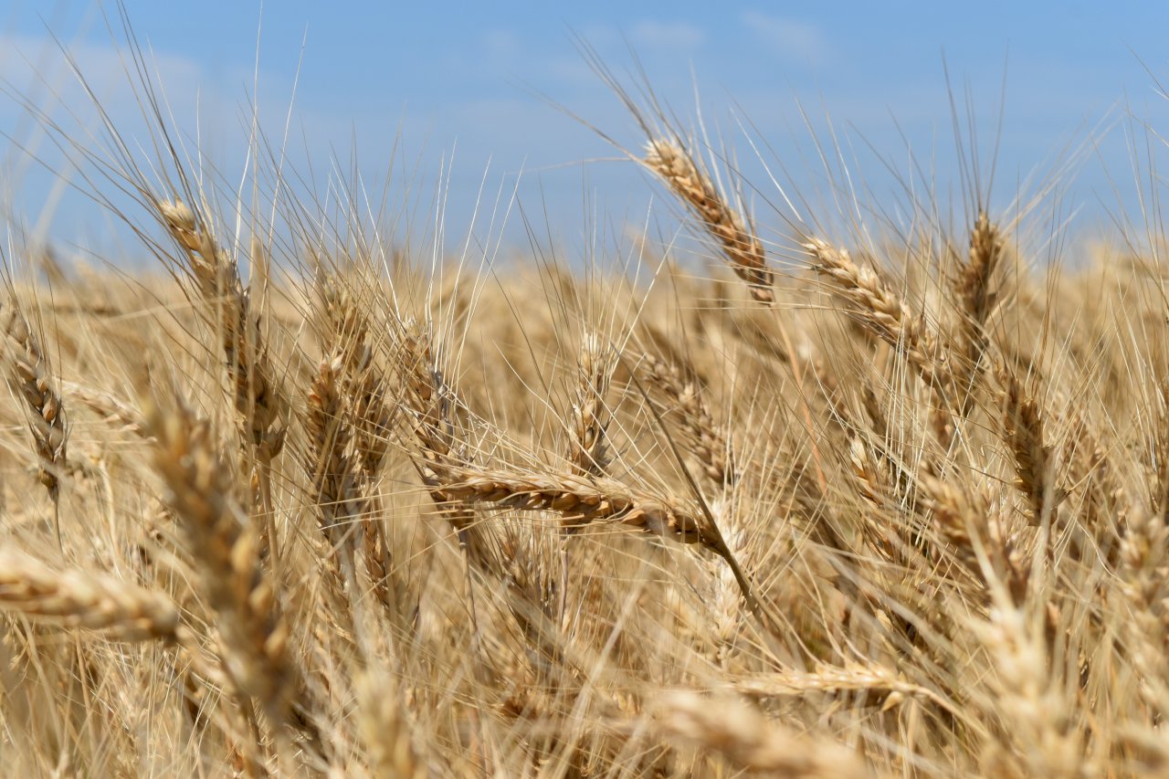 烏克蘭農產進口影響歐洲農民 歐盟同意進一步設限