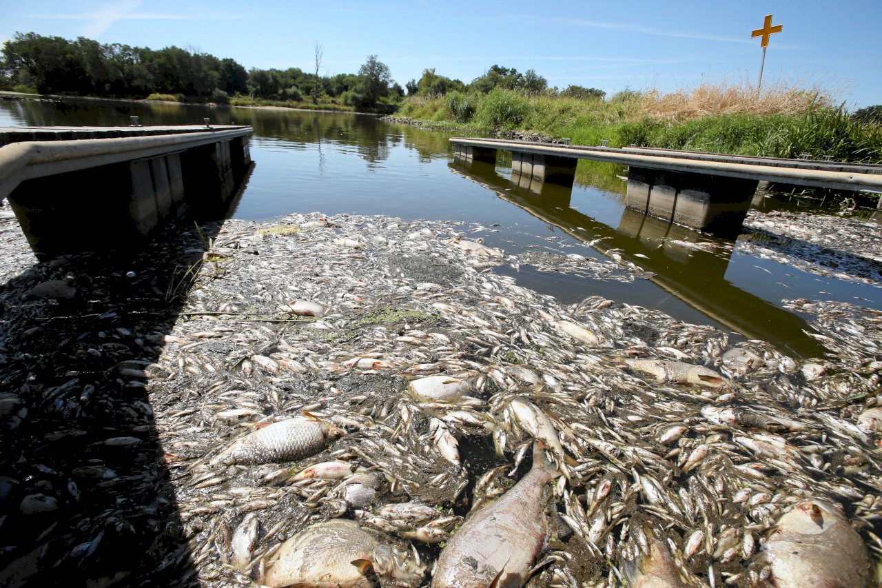 疑傾倒化學廢物 德國波蘭相連河川浮現大批死魚