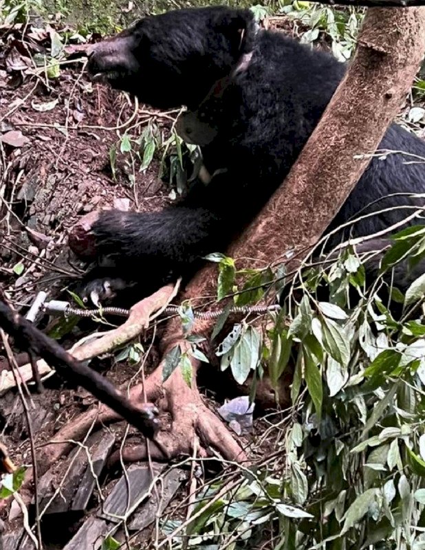 誤捕黑熊未通報被起訴 生態服務給付上路補破網